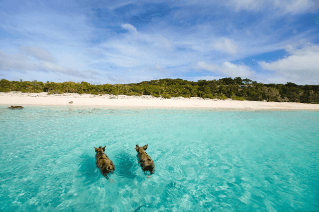 [Bild: schwimmende-schweine-auf-den-bahamas.png]